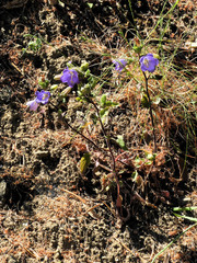 Campanula pelviformis