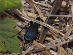 Carabus exaratus