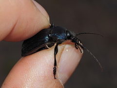 Carabus exaratus