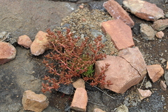 Crassula peploides