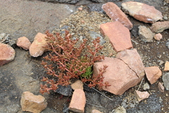 Crassula peploides