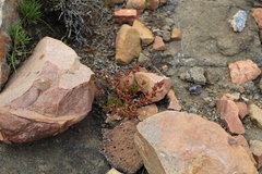 Crassula peploides