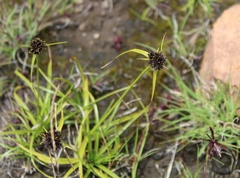 Cyperus teneristolon