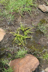 Cyperus teneristolon
