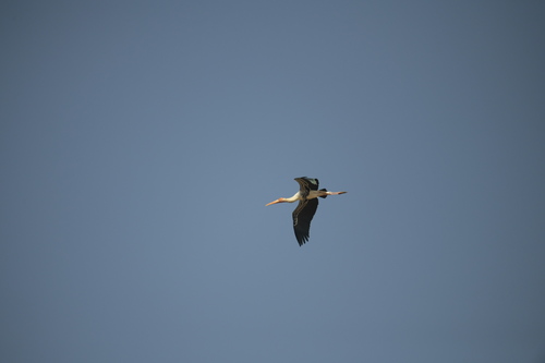Painted Stork (Mycteria leucocephala), photo 9