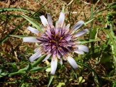 Tragopogon eriospermus