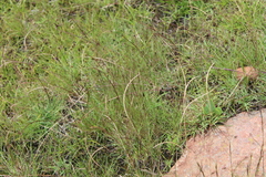 Microchloa caffra