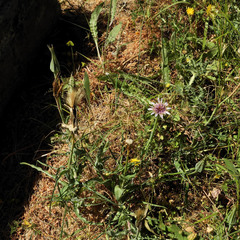 Tragopogon eriospermus