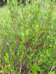 Cryptolepis