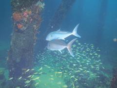Seriola hippos