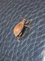 Polydrusus mollis