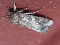 Spodoptera