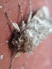 Spodoptera