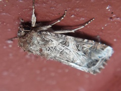 Spodoptera