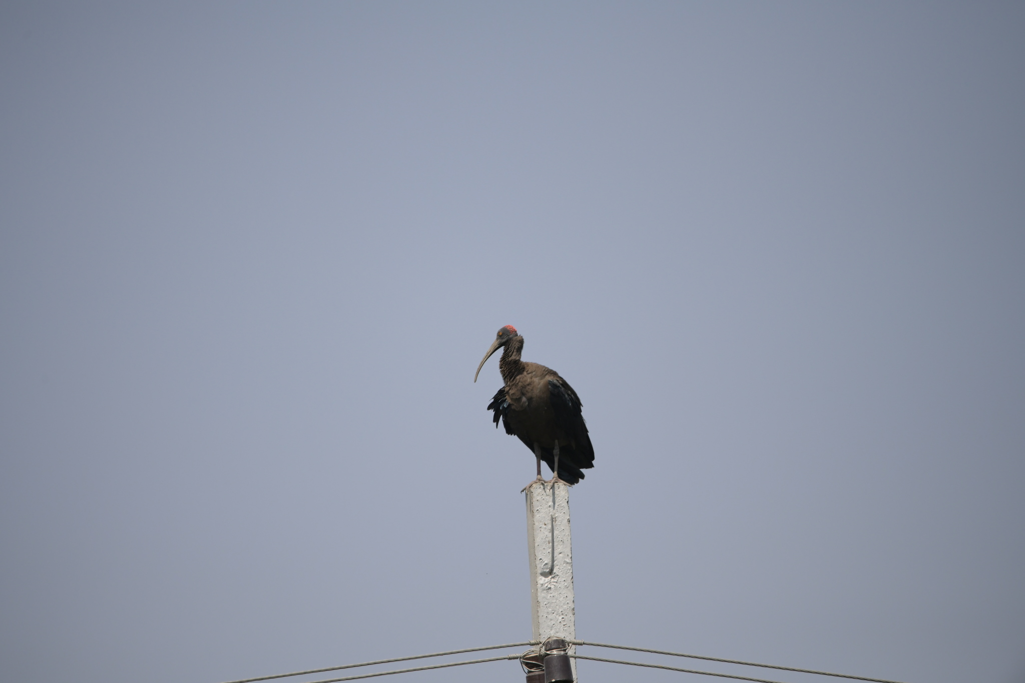 Red-naped Ibis illustration