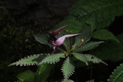 Impatiens prainii