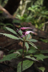 Impatiens prainii