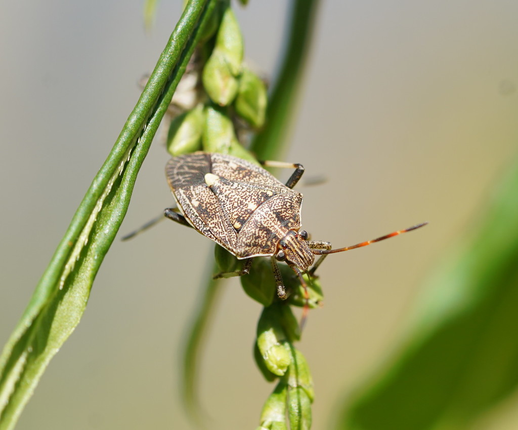 Oncocoris apicalis