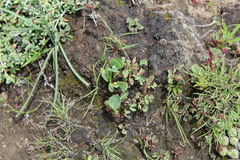 Senecio ruwenzoriensis
