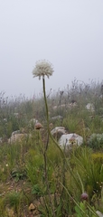 Cephalaria rigida