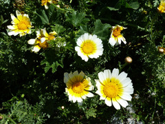 Glebionis coronaria discolor