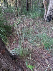 Cymbopogon refractus