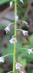 Lysimachia decurrens
