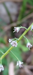 Lysimachia decurrens