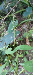 Lysimachia decurrens