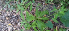 Lysimachia decurrens