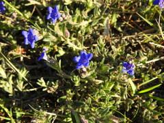 Glandora prostrata prostrata