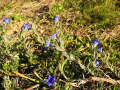 Glandora prostrata prostrata
