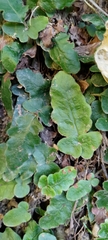 Tectaria zeilanica