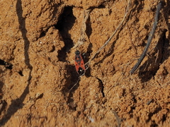 Melanocoryphus tristrami