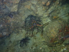 Panulirus longipes bispinosus