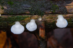 Panellus mitis