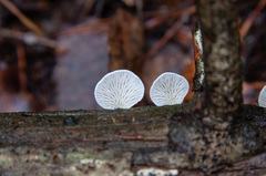 Panellus mitis