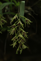 Dendrobium porphyrochilum