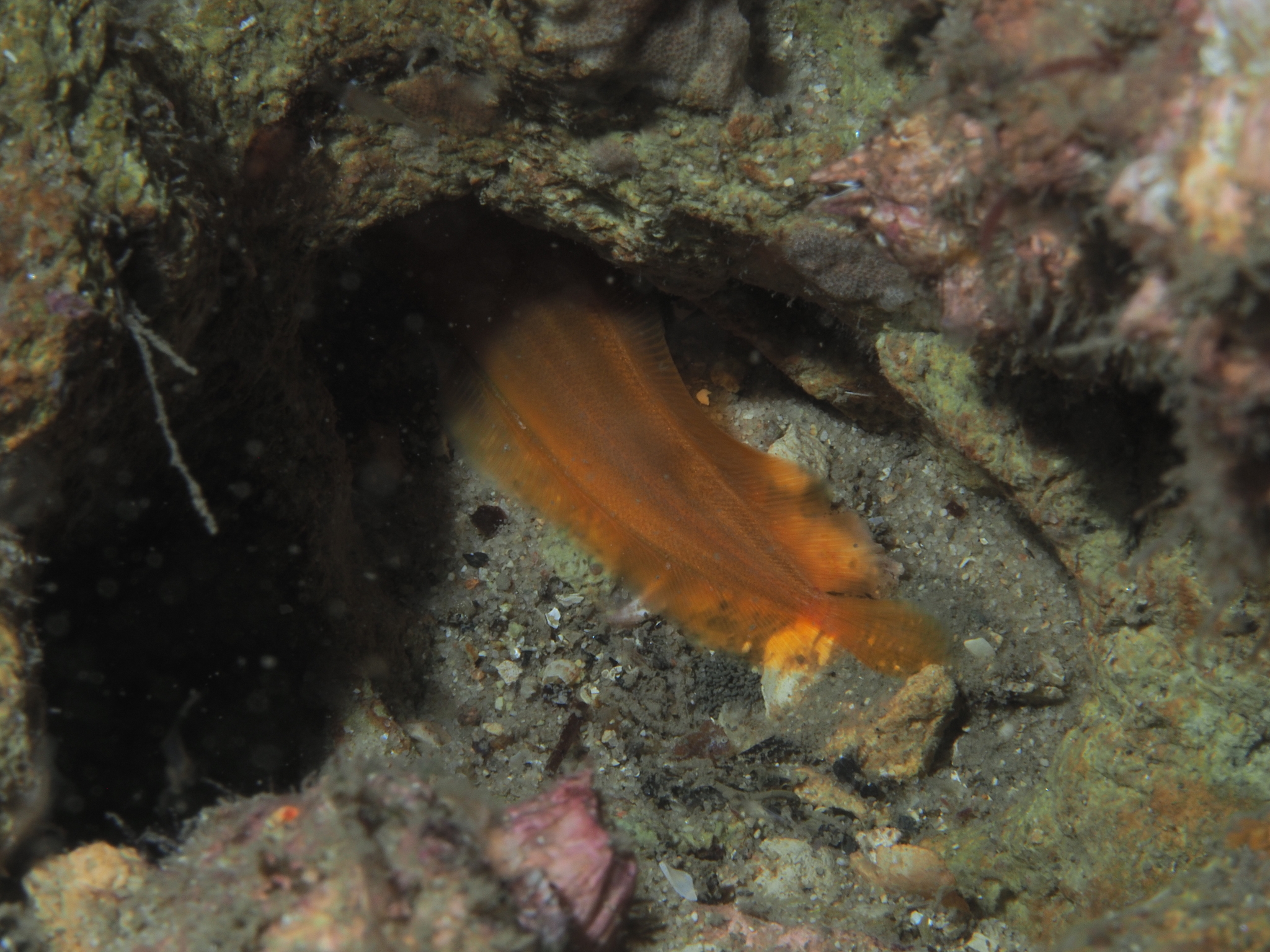 Littoral Cusk photo 6