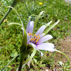 Tragopogon eriospermus