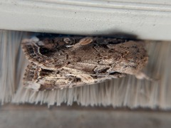 Spodoptera