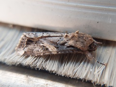 Spodoptera