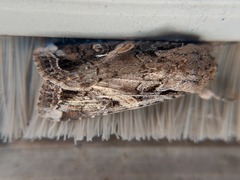 Spodoptera