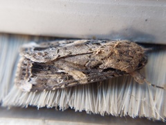 Spodoptera