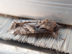 Spodoptera