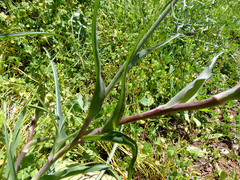 Tragopogon eriospermus