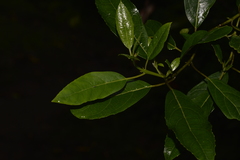 Hedycarya angustifolia