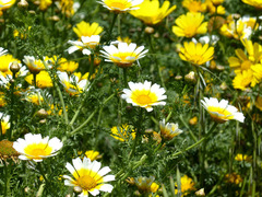 Glebionis coronaria discolor