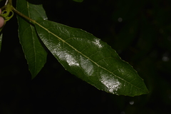 Hedycarya angustifolia