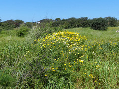 Glebionis coronaria discolor